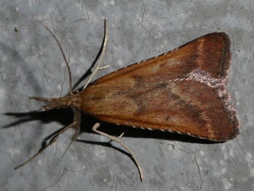 Réf. 262 794 : Synaphe punctalis